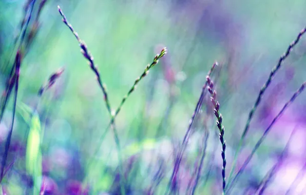 Picture stems, spikelets, bokeh