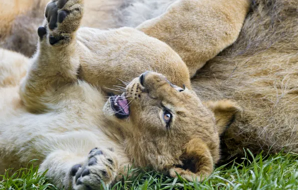 Grass, the game, cub, kitty, lion, ©Tambako The Jaguar