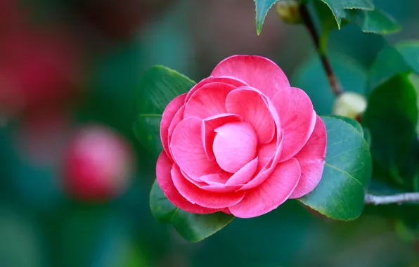 Leaves, petals, pink, bokeh, Camellia