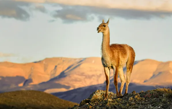 The sky, mountains, Lama