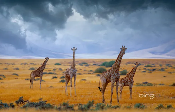 The sky, clouds, giraffes, Africa, Namibia