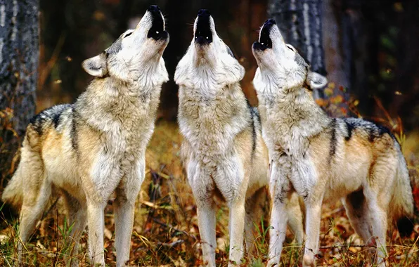Nature, predator, animal, wolf, wildlife, portrait, portrait., Canis lupus. face