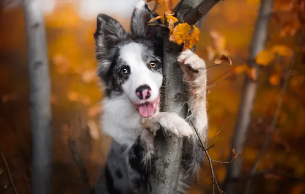 Autumn, forest, language, look, face, leaves, trees, branches