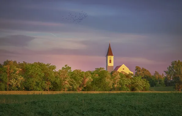 Field, summer, the sky, clouds, light, trees, flight, birds
