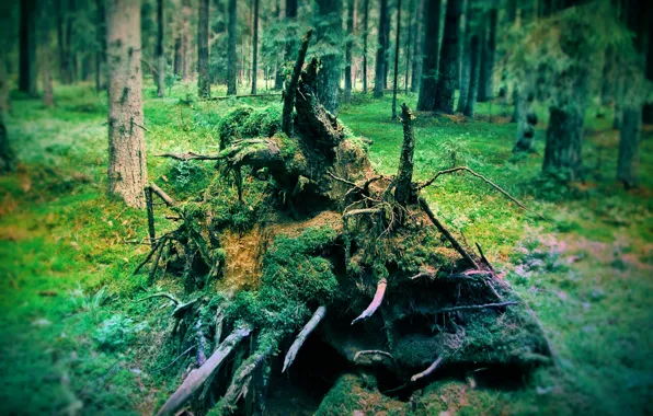Picture forest, trees, nature, roots, spruce