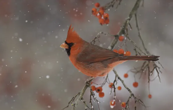 Winter, nature, berries, bird, branch, cardinal