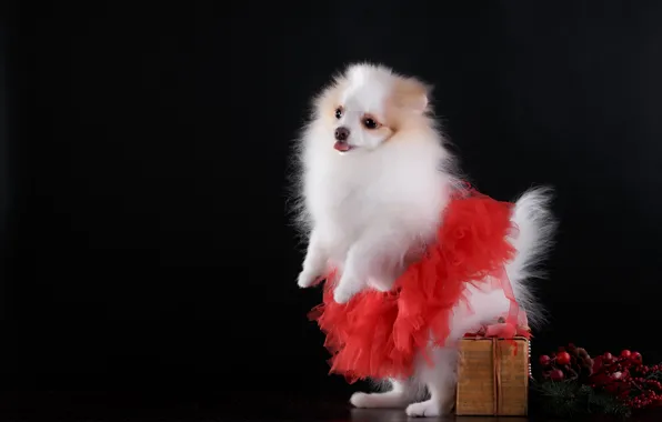 Background, gift, skirt, dog