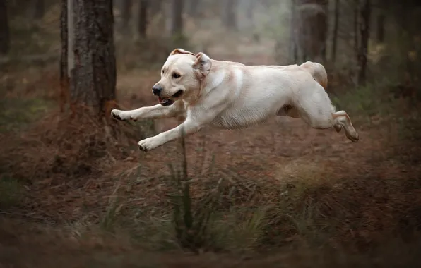 Picture autumn, forest, grass, flight, nature, pose, Park, jump