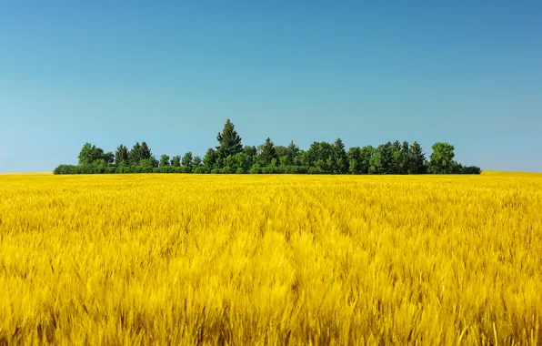 The sky, trees, green, sky, trees, blue sky, blue sky, wheat