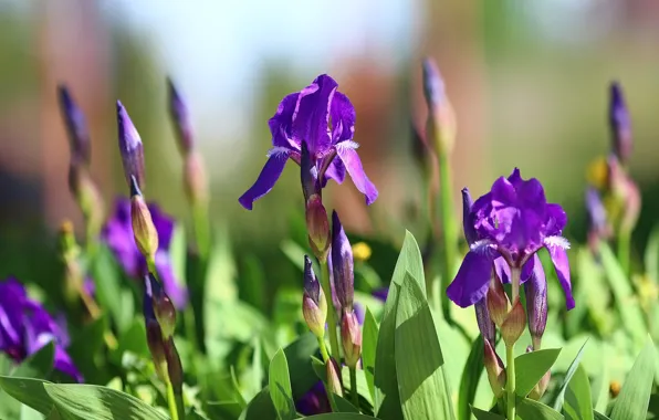 Greens, flowers, background, spring, irises
