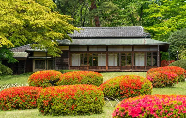 Picture Asia, home, flowerbed, red, flowers, Park, trees, the bushes