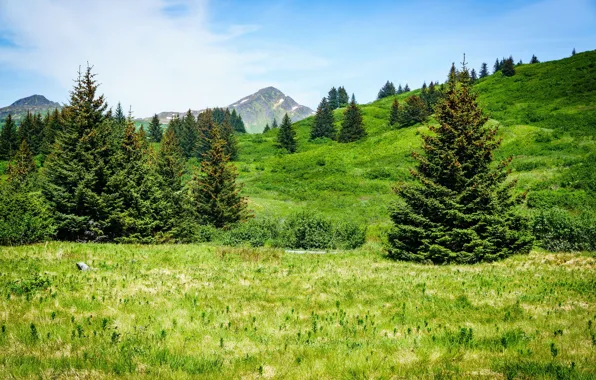 Picture greens, hills, tree, ate, meadow, herringbone