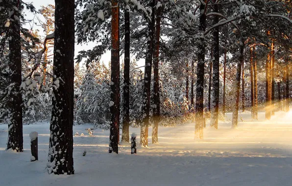 Picture winter, forest, rays, snow, nature, dawn, morning