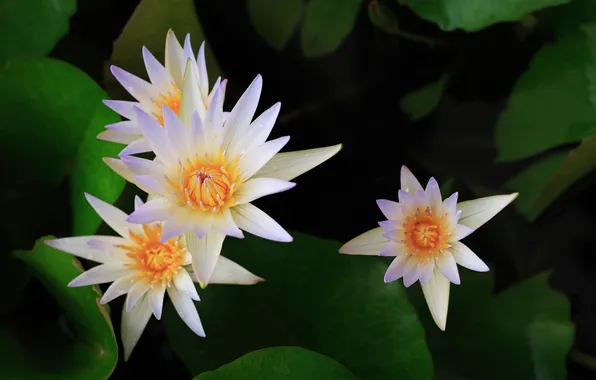 Flowers, Lily, white, water lilies