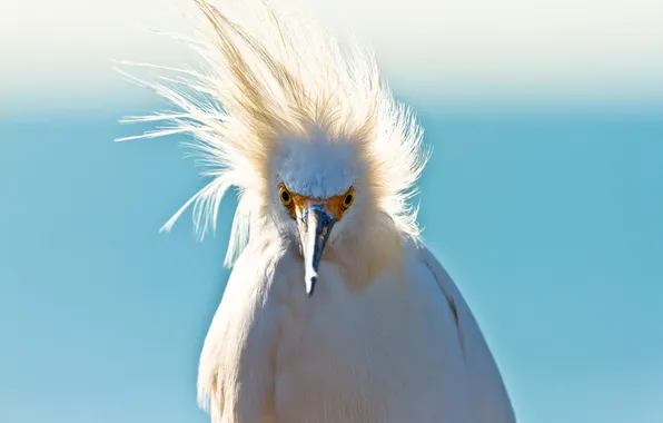The wind, bird, feathers, beak