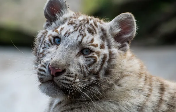 Picture look, cub, white tiger, tiger