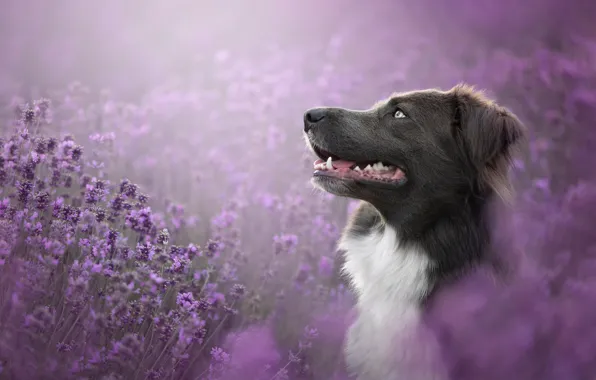 Face, dog, lavender, bokeh, The border collie