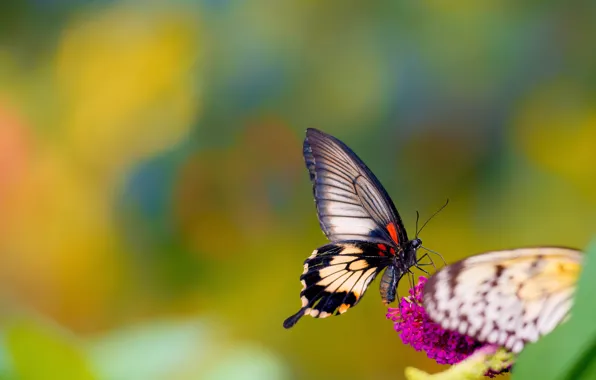 Flowers, background, butterfly