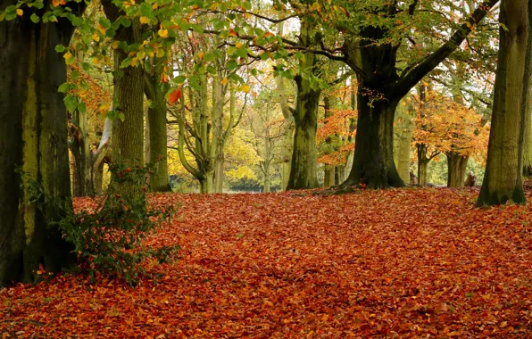 Picture autumn, leaves, trees, Park, foliage, England, London, London