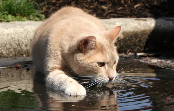 Picture cat, look, face, water, thirst