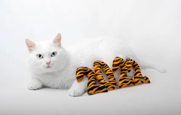 Cat, cat, strips, figures, white background, New year, lies, white