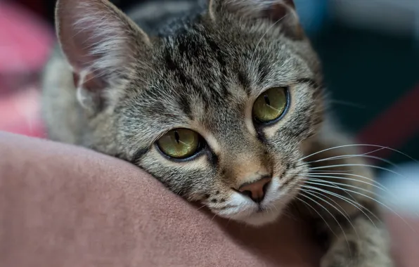 Cat, cat, look, face, kitty, grey, background, portrait