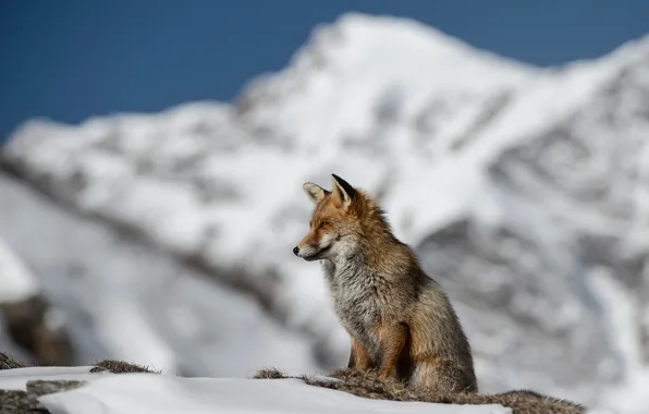 Snow, mountains, Fox, red