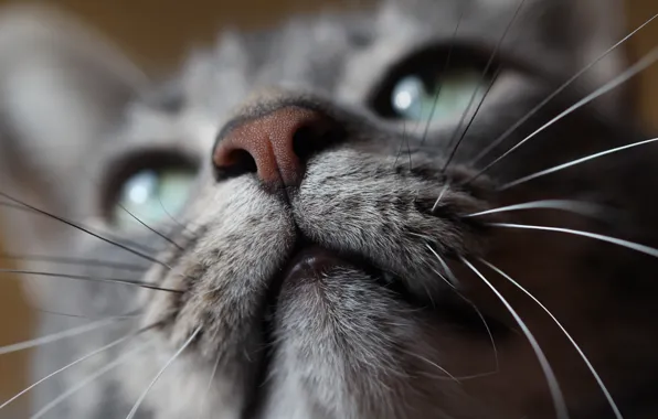 Macro, Mustache, Cat, Portrait, Animal