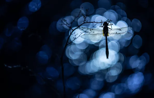 Macro, dragonfly, insect