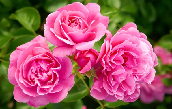 Flower, macro, pink, roses, Bush