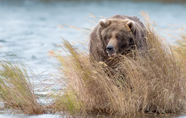 Picture nature, river, bear