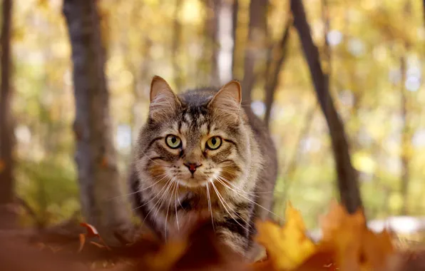 Picture autumn, cat, look, muzzle, bokeh, Maine Coon