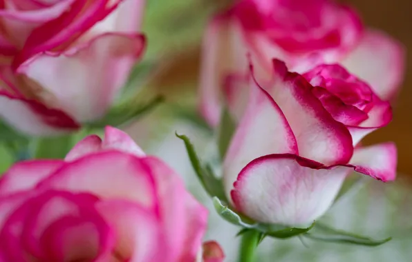 Macro, roses, buds, bokeh
