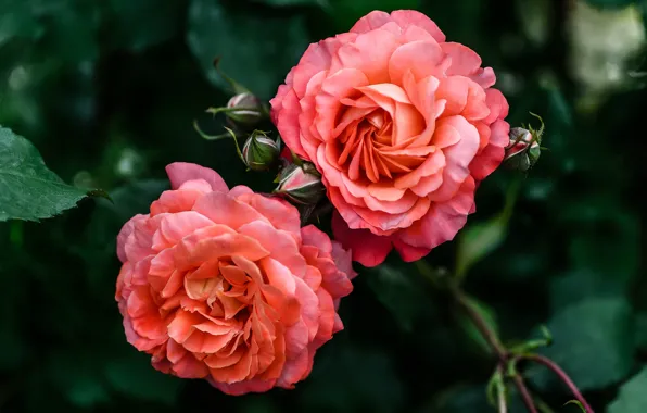 Leaves, flowers, red, the dark background, two, roses, buds