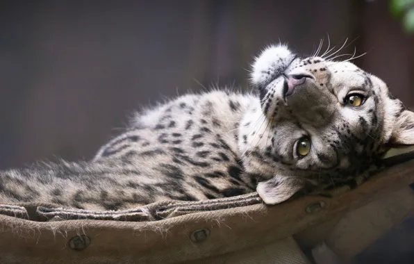 Look, face, snow leopard