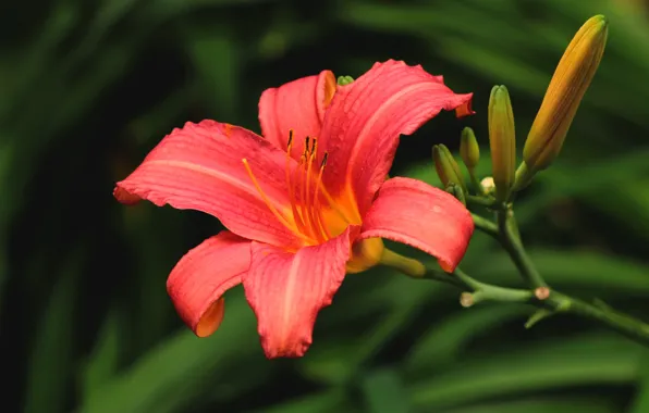 Flower, leaves, the dark background, Lily, garden, red, buds, daylilies