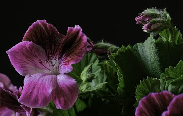 Flower, macro, geranium