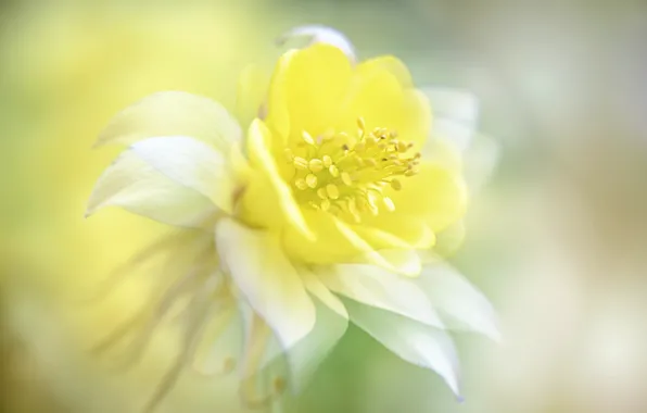 Flower, background, focus, middle