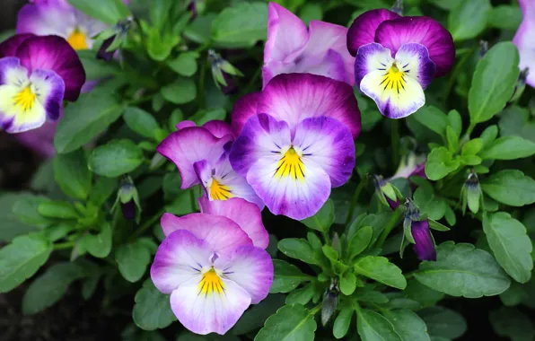 Summer, flowers, bright, purple, Pansy, violet, Bush, viola