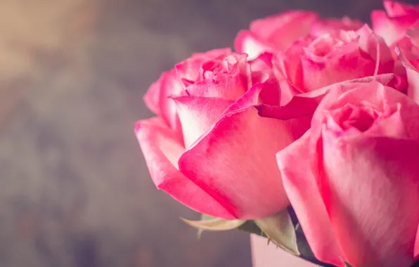 Picture flowers, roses, bouquet, pink, pink, roses, Abelena