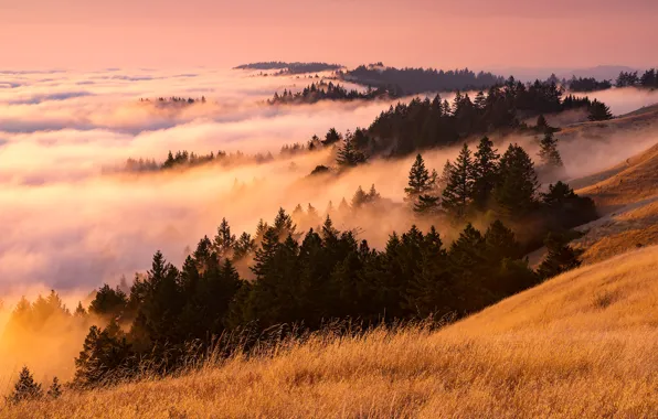Picture nature, fog, morning