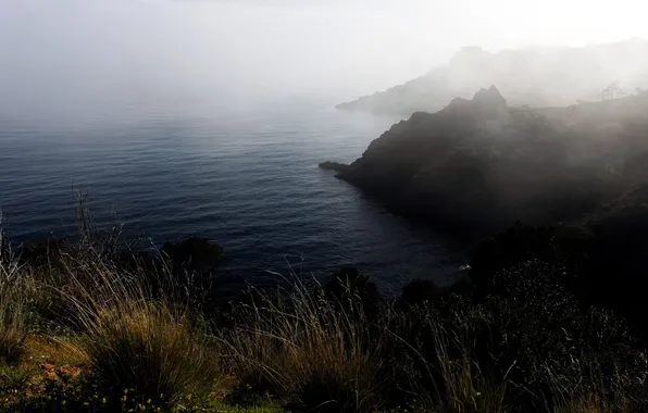 Picture sea, grass, fog, shore
