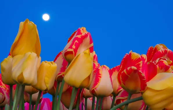 The sky, the moon, petals, stem, tulips