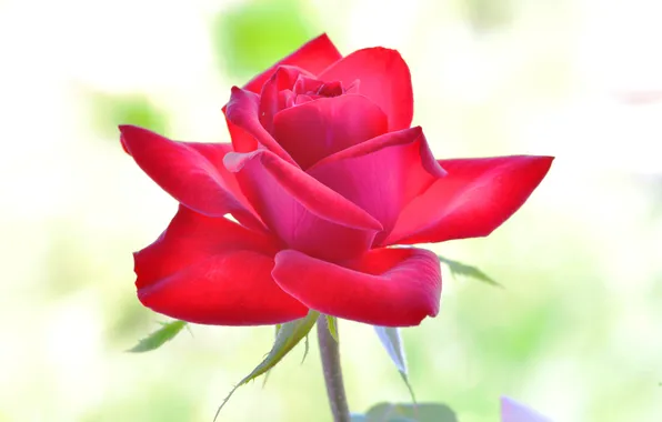 Background, rose, petals, red