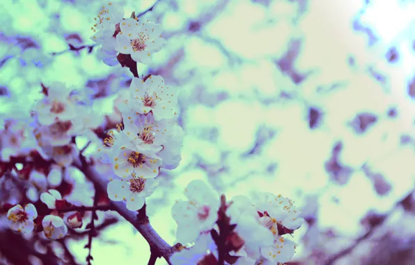 Greens, flowers, heat, spring, apricot, Apple, bokeh