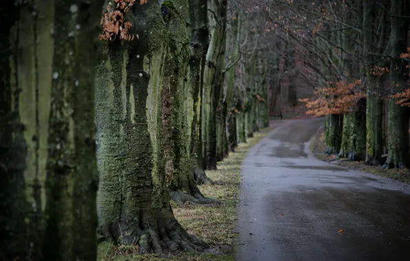Road, autumn, trees, nature