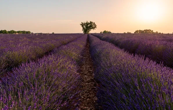 Field, summer, the sky, the sun, light, flowers, nature, stones
