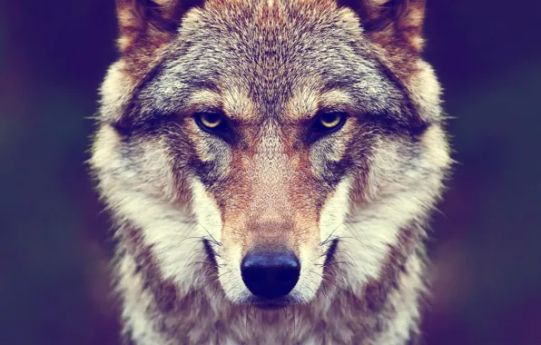 Picture nature, predator, animal, wolf, wildlife, Canis lupus., portrait.
