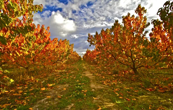 Picture autumn, forest, the sky, leaves, clouds, garden, path