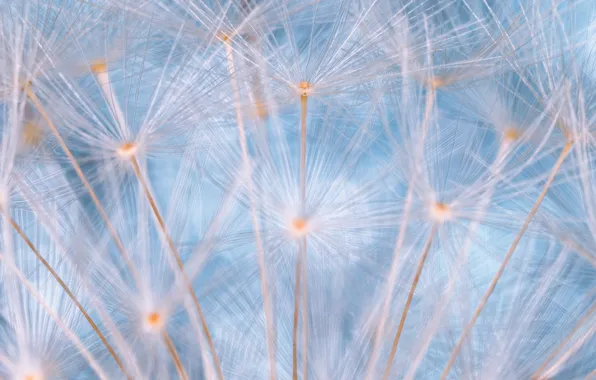 Macro, dandelion, fuzzes